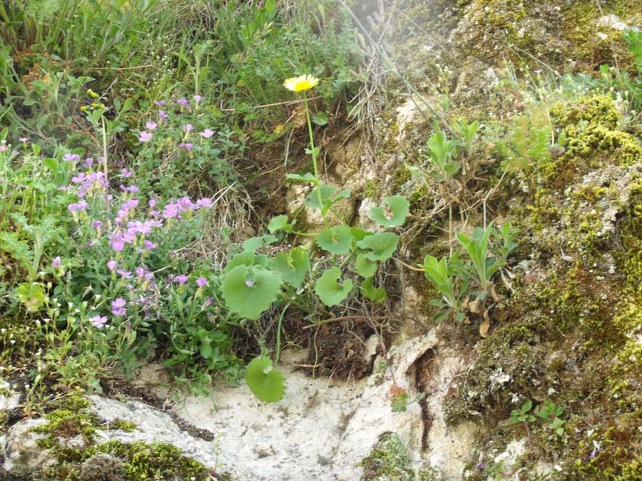 Doronicum columnae